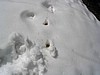 16. Terry finds deer tracks..jpg