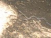 11. Rattlesnake!..jpg