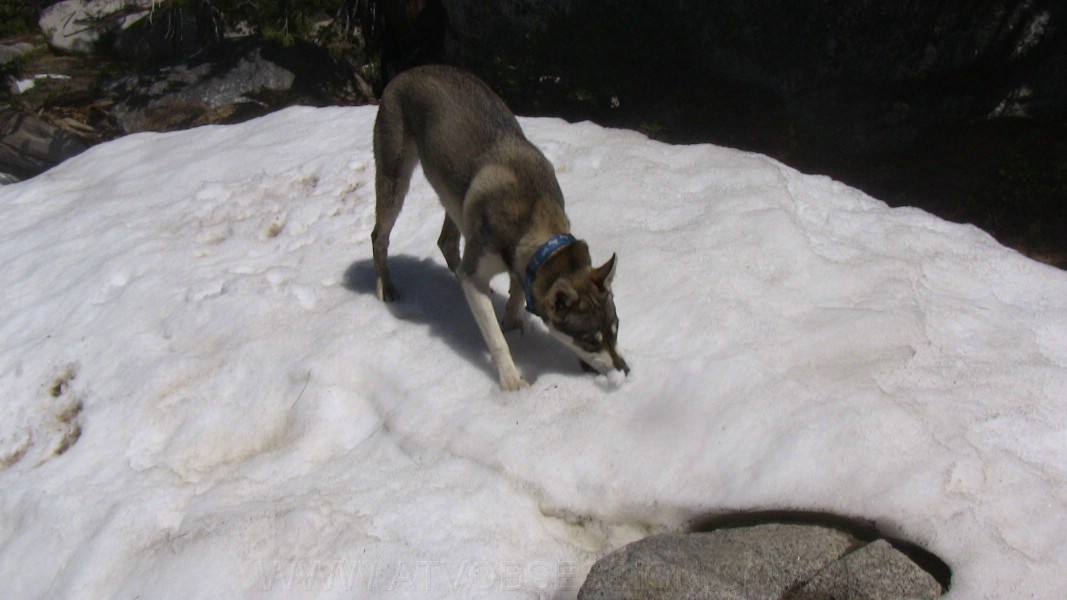 07. The dog found a patch of snow..and ate it..jpg