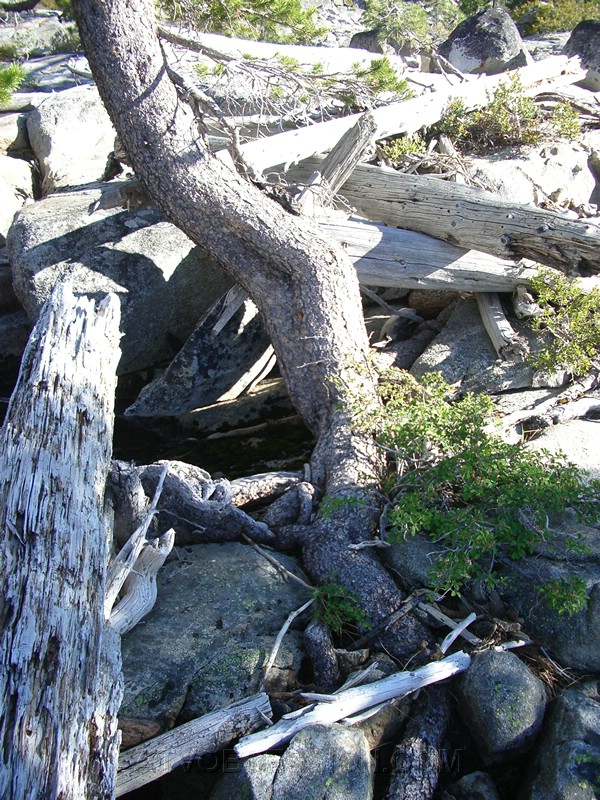 119. We walk past this pile of logs all tangled..jpg