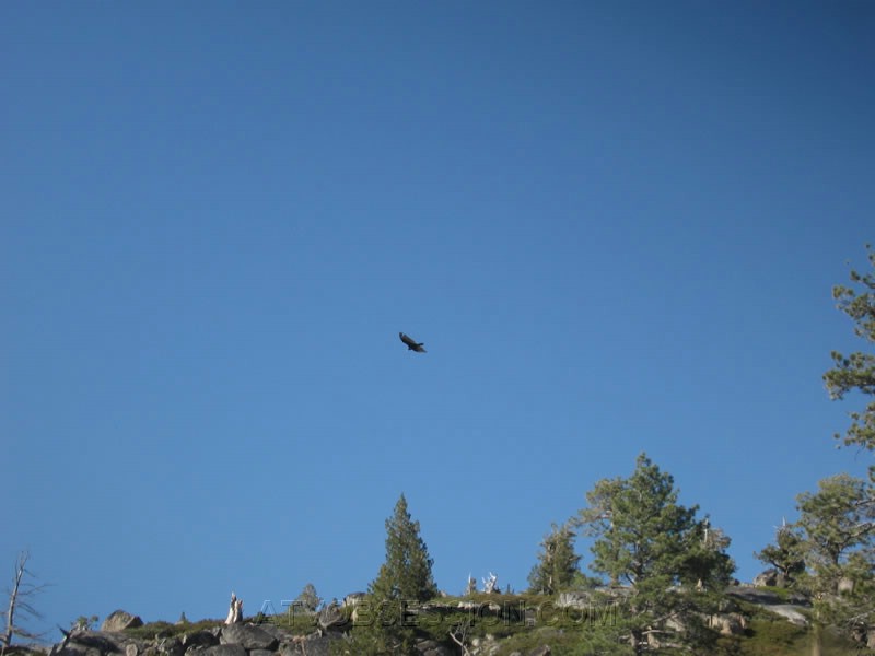 136. I want to fly, like an Eagle..till I'm free..jpg