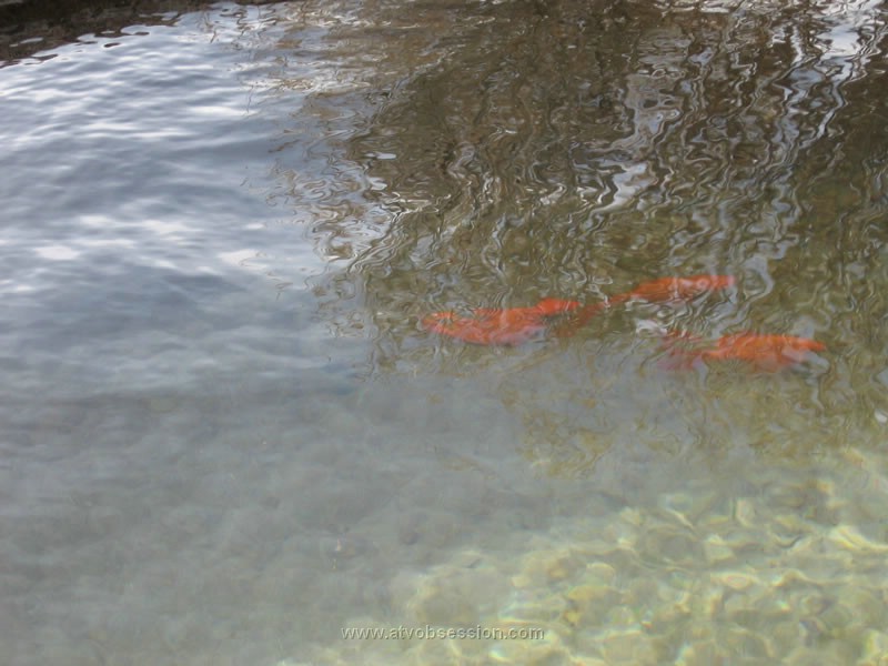 143. When we looked in the tank...we saw Goldfish..jpg